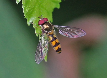 Meliscaeva auricollis, hoverfly, male, Alan Prowse